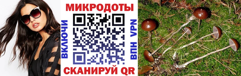 Псилоцибиновые грибы Psilocybine cubensis  Нальчик 